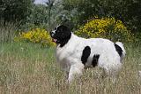 LANDSEER 280